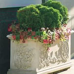 View Hollyhock Trough